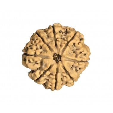 8 cuentas Mukhi Rudraksha de Nepal entre 24 y 26 mm con certificado de laboratorio