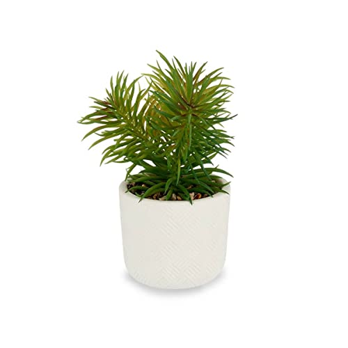 Plante multicolore standard intérieur appartement pot salon - 3