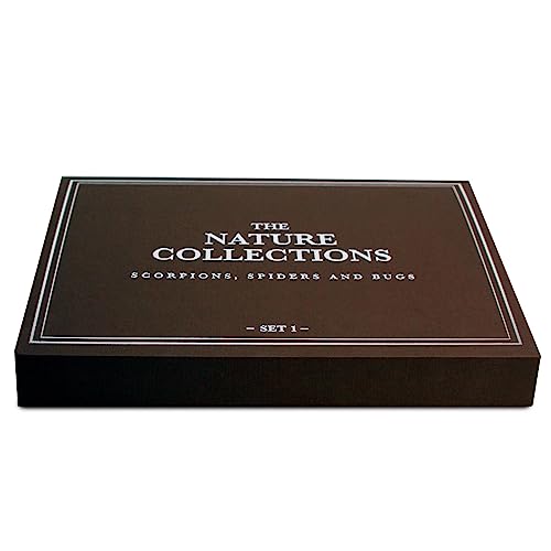 Image of Geoworld Nature Collection Insects in Resin: 12 Insects - Scorpion, Spider, Beetles and More - STEM Education or Collection Set
