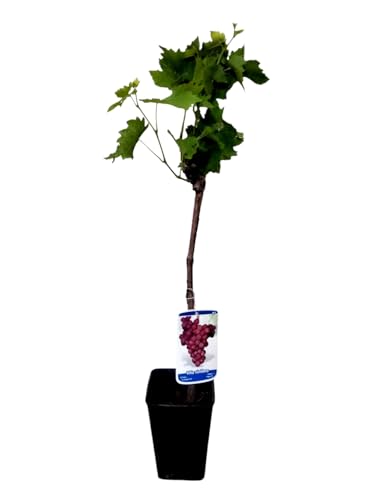 Planta natural Parra Red Globe, de 40 cm. Vid de Uva de mesa y racimos de gran atractivo visual por su tamaño y color rojo violaceo, así como su delicioso sabor afrutado. Segura Garden.