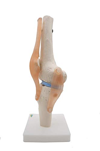 Squelette anatomique pour homme taille réelle modèle d'étude médical de 180 cm