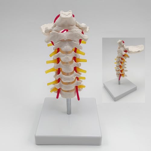 Image of Cervical Vertebra Arteria Spine Spinal Nerves Anatomical Model | Cervical Spine Model with Cervical Vertebrae,Cervical Nerves, Vertebral Arteries, Occipital Plate,Life Size Human