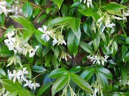 Trachelospermum jasminoides White Star Jasmine 2 Litre Pot