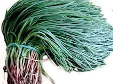 seeds,Oka Hijiki seeds Land Seaweed,Saltwort, european, Asian Speciality (5 grams)