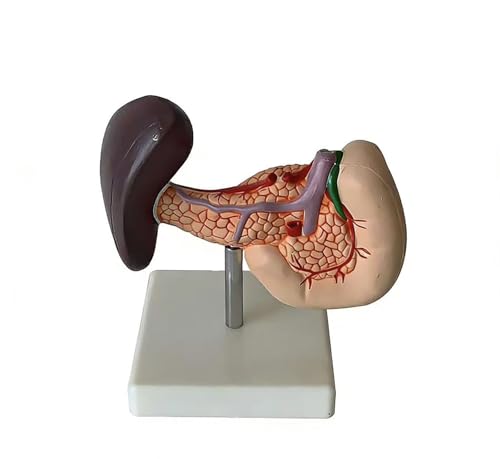 Modèle d'anatomie du pancréas rate et vésicule biliaire avec base