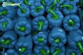 100 semillas de pimiento azul turquesa, fácil cultivo y color vibrante