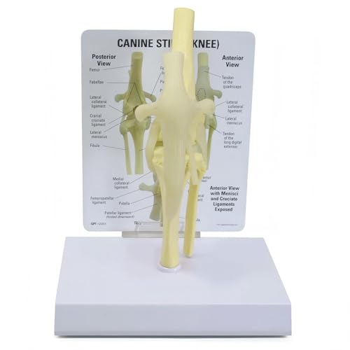 Image of Canine Knee Model, Dog Skeleton Canine Model, Knee /Elbow /Hip Joint Replica for Veterinary Office Educational Tool Anatomy (Canine Knee)