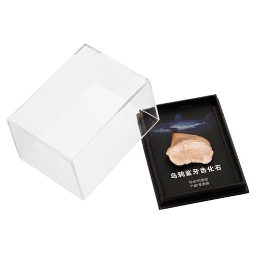 Ciieeo Fossilized Specimen Paleontology Model Teeth Decor for Teaching and Educational Purposes Authentic Geological Display for Science Enthusiasts