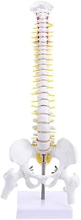 Anatomy Model, Human Anatomical Model- Life Size Spinal Column Model, for Medical Professionals, Students, Teachers, Educators- 45CM Skeleton Anatomy Model for Medical Demonstration