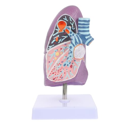 Modèle D'anatomie Pulmonaire Pédagogique Réaliste en Plastique