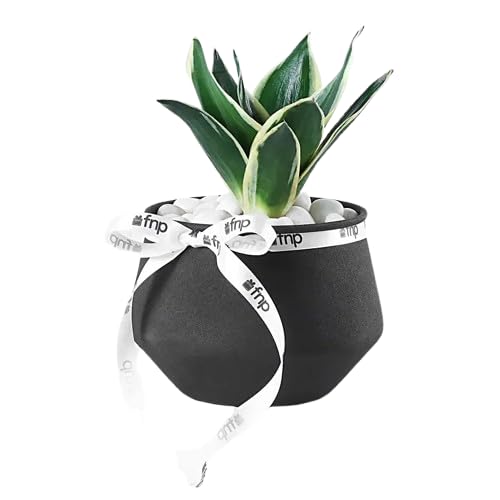 fnp Sansevieria Plant In Black Charm Pot-image-41