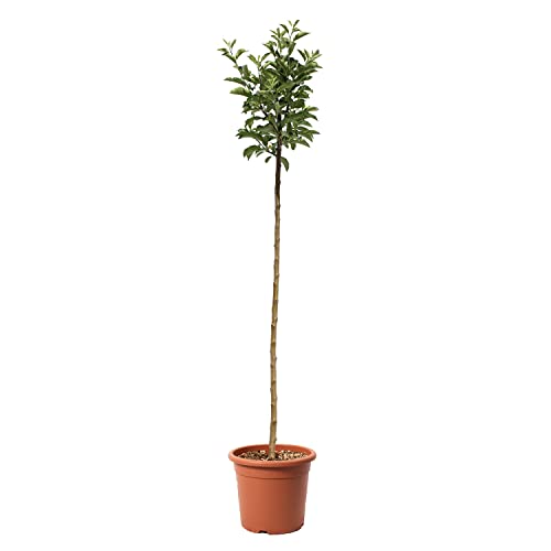 KENTIS - Pommier 'Golden Delicious' - Malus Domestica - Vraies Plantes d'Extérieur - Arbre Fruitier de Jardin d'Ornement - Pot de Culture Ø 24 cm