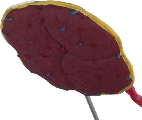 Maniquí anatómico infantil interactivo para resolver dudas médicas 5