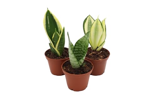 Mini Snake Plant Assortment from California Tropicals