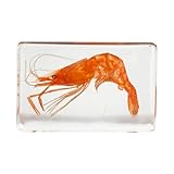 lkylvee reale gamberetto resina esemplare insetto tassidermia collezione fermacarte artigianato per l'educazione scientifica e scrivania ornamento,clear,4cm