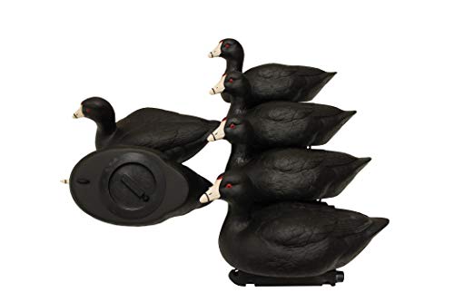 MOJO Coot Confidence Decoys, Duck Hunting Gear and Accessories, Increases Realism and Entices Ducks to Land, Pack of 6