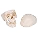 3B Scientific A20 Classic Skull 3-part - 3B Smart Anatomy