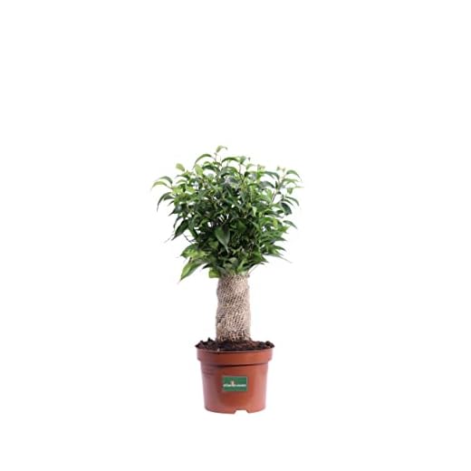 Pianta di Ficus Benjamin Natasja Bonsai da interno pianta da appartamento pianta ornamentale complemento da arredo pianta vera di Ficus Benjamin venduta da eGarden.store