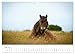 Exmoor Ponnys - The Last of Their Kind (Wall Calendar 2026 DIN A3 Landscape), CALVENDO Monthly Calendar: Experience the Fascination of Exmoor Ponies in Your... Semi-Wild in Their Homeland (CALVENDO