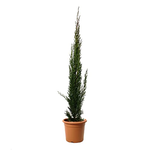 KENTIS - Cupressus Sempervirens Totem - Cyprès Plante de haie persistante - H 100-125 cm Pot de Culture Ø 20 cm