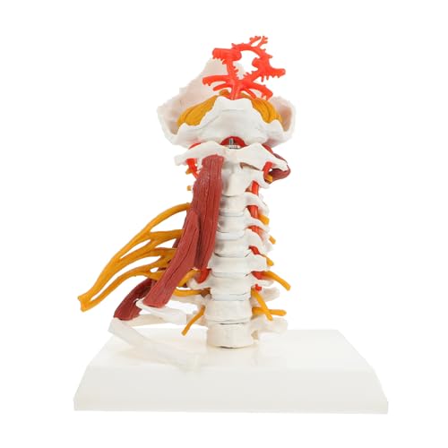 Modelo de columna cervical YARNOW en PVC blanco para enseñanza médica y demostración de tracción