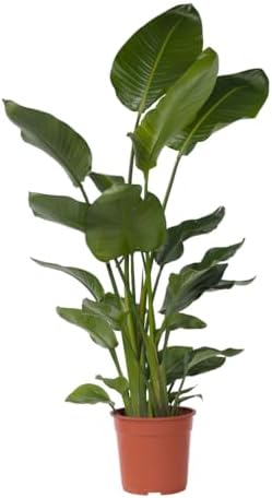 Plante d'intérieur - kentia howea forsteriana 100cm | Truffaut