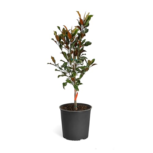 Brighter Blooms - Southern Magnolia Tree 3-4 Feet - Live Plant - No Shipping to AZ OR