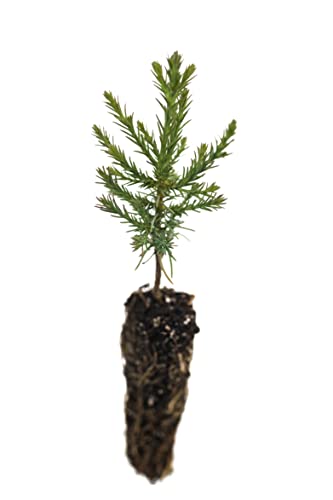 Giant Sequoia | Small Tree Seedling | The Jonsteen Company