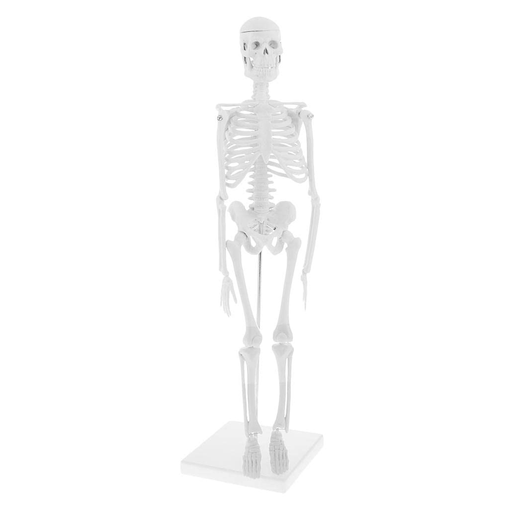 45cm Highly DetailedHigh Quality MaterialHuman Body Skeleton Model Set for School Lab Educative Tools-image-47