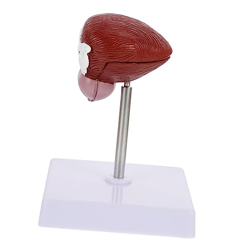 Vessie humaine portable Healvian en plastique pour vos classes expérimentales