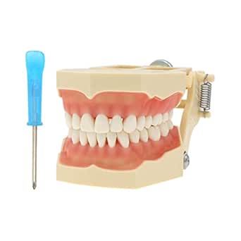 Tipodonto Frasaco - Quale Scegliere A Seconda Della Specialit&agrave;