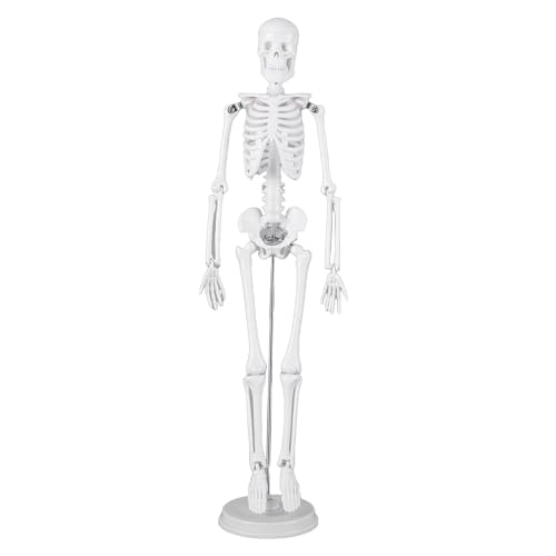 Esqueleto humano de 45 cm articulado que resuelve la falta de espacio en laboratorios