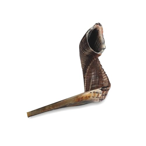 Kosher Shofar # 5 With acrylic Stand. 11 inch