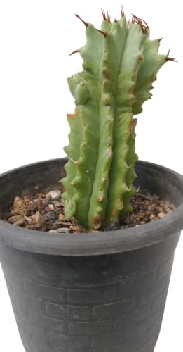 THE BALCONY PROJECT,EIPHORBIA RESINIFERA BY ALPANA NURSERY-picture-30