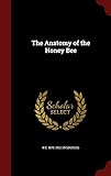 The Anatomy of the Honey Bee