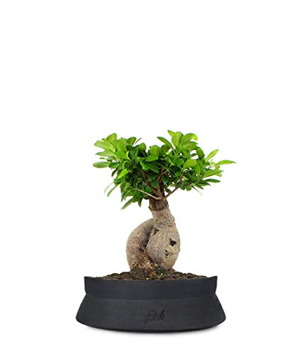 Ficus Ginseng Bonsai Altezza 45 cm, Pianta Vera, Pianta da Interno, Vaso artigianale di Terracotta - Nero Space