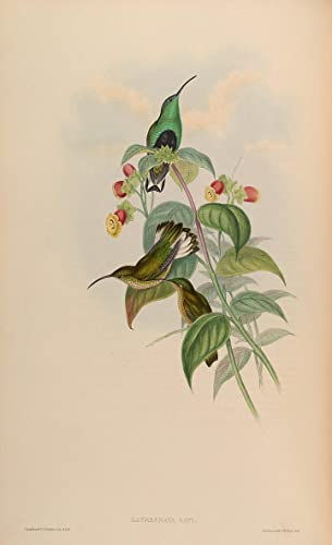Affiche Toile Oiseau Lafresnaya Gayi John Gould de Décoration Murale Premium 60x90cm
