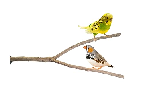 Percha para jaulón de loros, posadero grande de voladera de aves, juguete lima uñas narutal y descanso de pájaros canario, jilguero, periquito, mandarín, zona comdero y juegos, CALIDAD PREMIUM. (I)