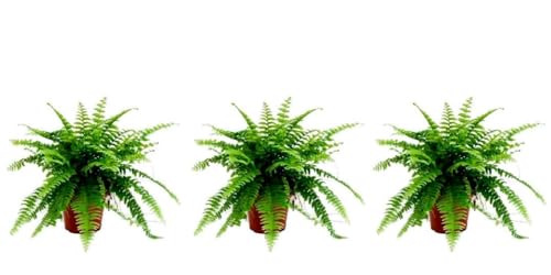 Pack de 3 plantas naturales Nephrolepsis, Helecho de Boston, 20-30 cm. Helechos con frondas verdes arqueadas, ideal para decoración y purificación. Segura Garden.