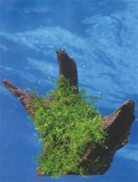 Dennerle Java Moss Growing on Bogwood *VESICULARIA DUBYANA* Live Plants ...