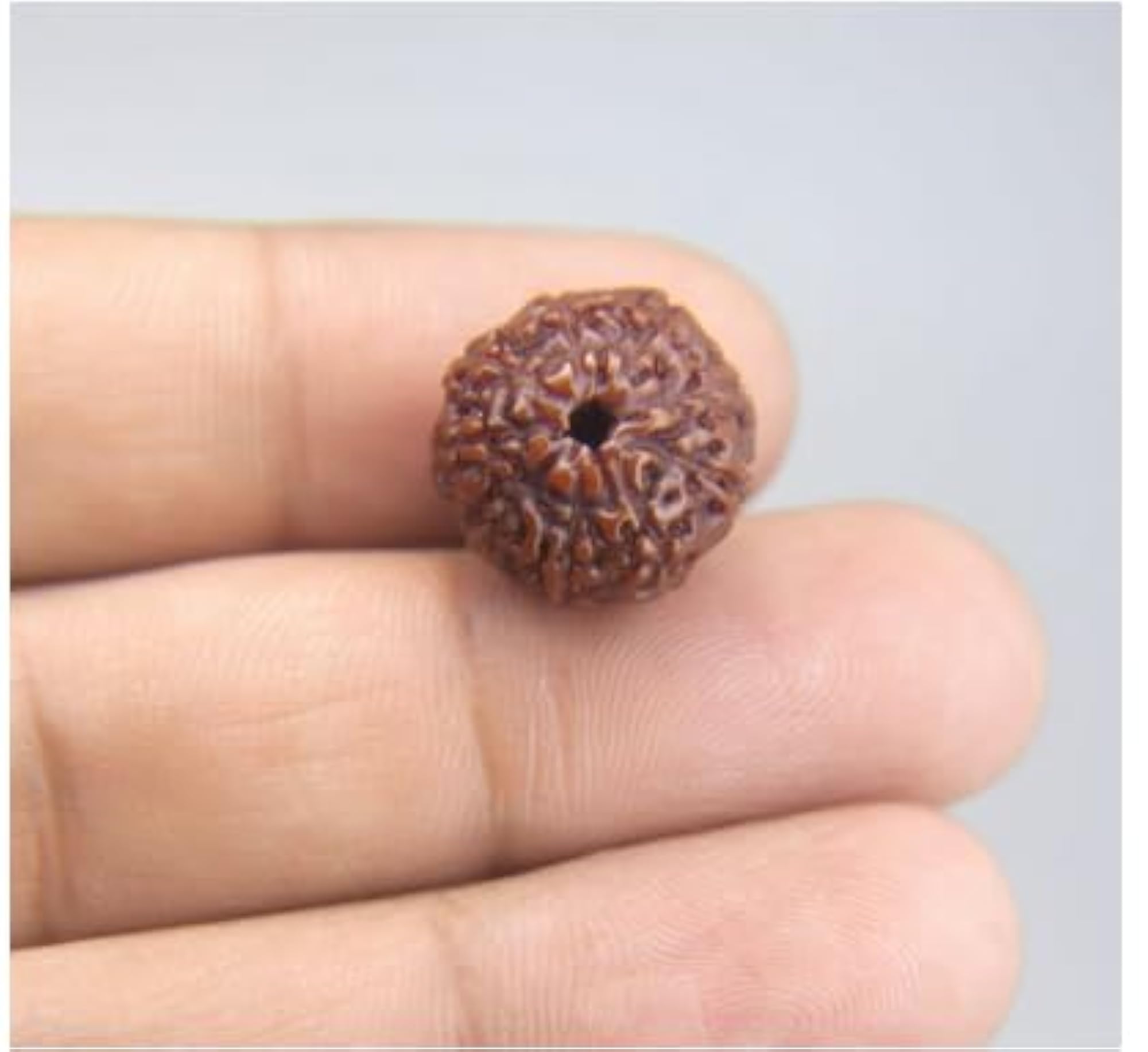 Premium Nine Face Rudraksha from Nepal, IGL Lab Certified