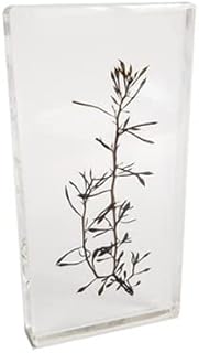 ZMX Specimen of Brown Algae - Real Plant Resin Specimen - Educational Model Brown Algae Embedded Specimen - for Biological Experiment Equipment
