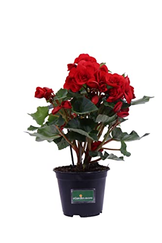 Pianta di Begonia Elatior pianta da interno pianta fiorita in vaso pianta ornamentale pianta da arredo pianta da appartamento pianta vera venduta da eGarden.store (Rosso)