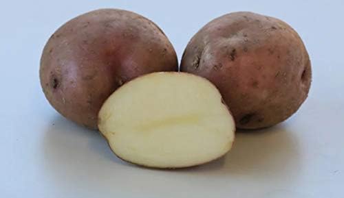 Amazon 種ジャガイモ 種いも ベニアカリ の種じゃがいも 約５００ｇ入 野菜
