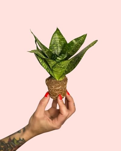 Sansevieria Green Star | Lengua de Suegra Planta Natural | Planta...