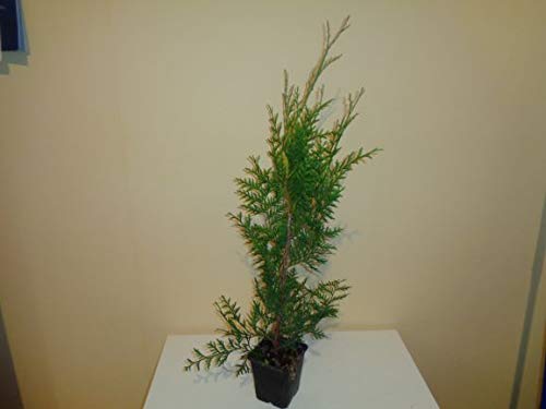 Thuja Brabant 25-35 cm – 12 Stück Thuja occidentalis für Hecken