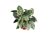 Ficus Rubber Tree Decora Tineke Variegated 6" from California Tropicals