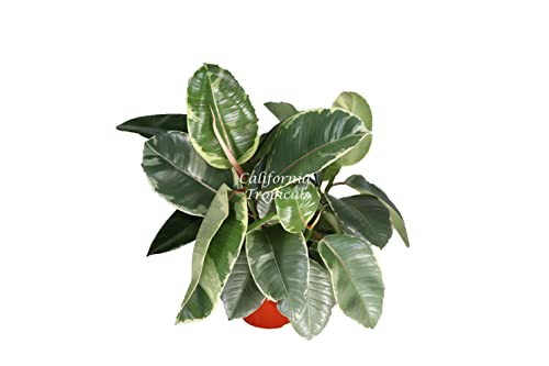 Ficus Rubber Tree Decora Tineke Variegated 6" From California Tropicals #TOP21