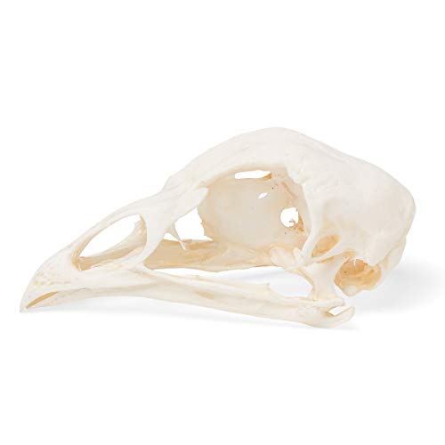Image of 3B Scientific GmbH T30070 Chicken Skull
