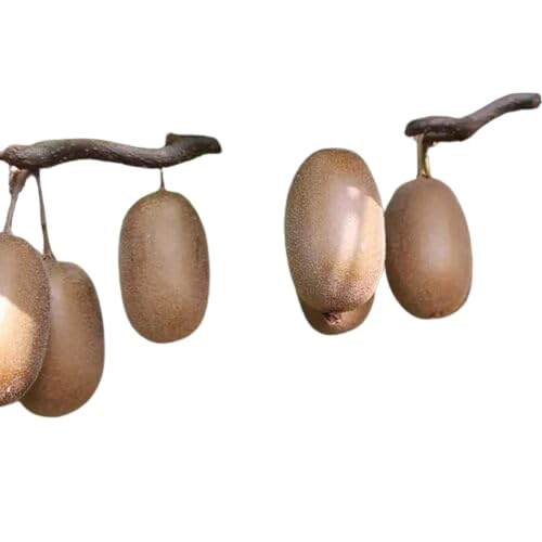 Kiwi Plant Allison Variety, Live Grafted Fruit Tree with Grow Bag